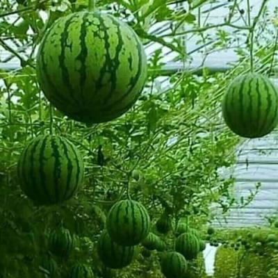 Trải nghiệm thú vị ở vườn trái cây Vàm Xáng, Cần Thơ | THDT