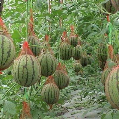 Những khu vườn trái cây cho du khách trong dịp hè | THDT